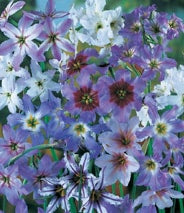 leucocoryne mixed