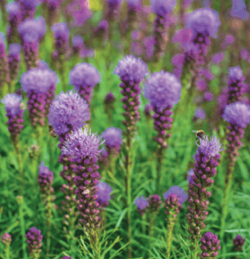liatris spicata Kobolt