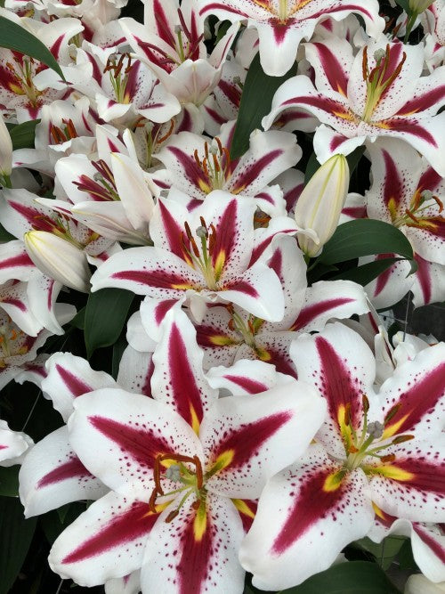 lilium Big Smile