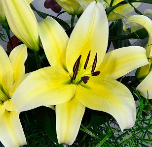 lilium Felino 04