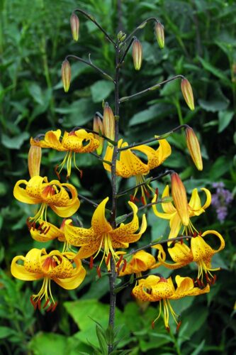 lilium leichtlinii