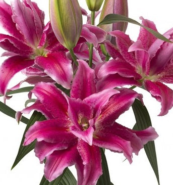 lilium natasha