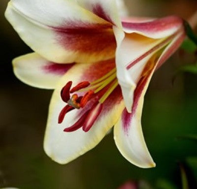 lilium-passion-moon