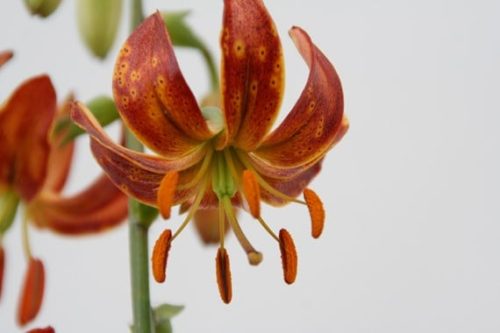 lilium-scarlet-morning