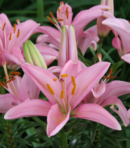 lilium silla