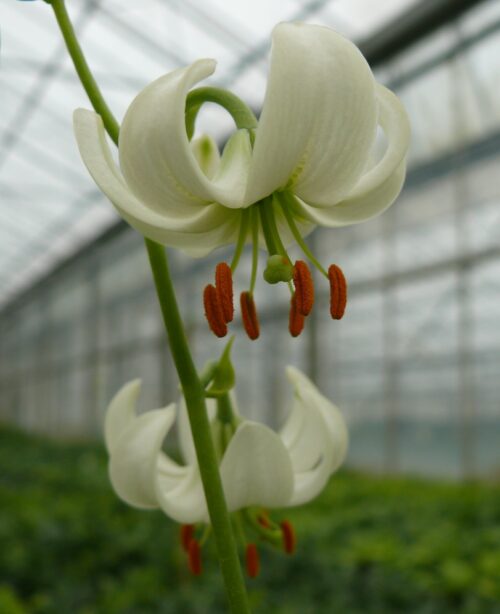 lilium snowy morning12
