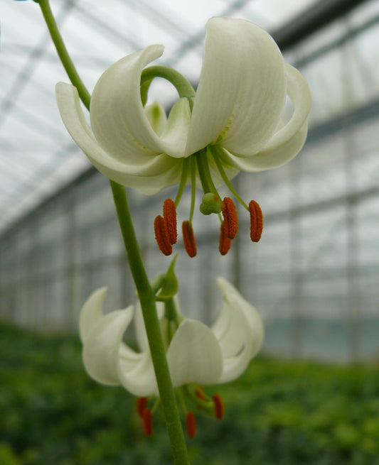 lilium snowy morning12