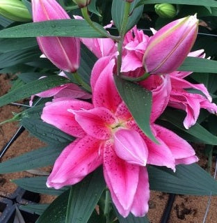 lilium thalissa cat
