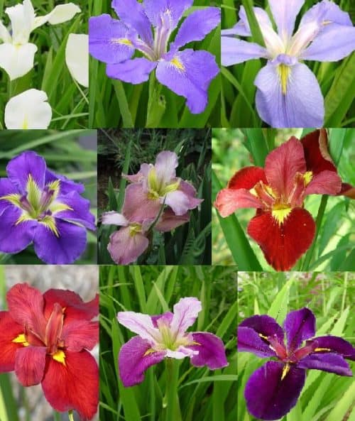 louisiana mix
