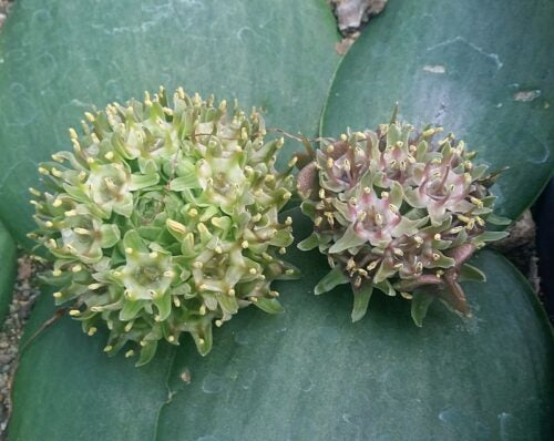 massonia obermeyerae &#8211; willowmore