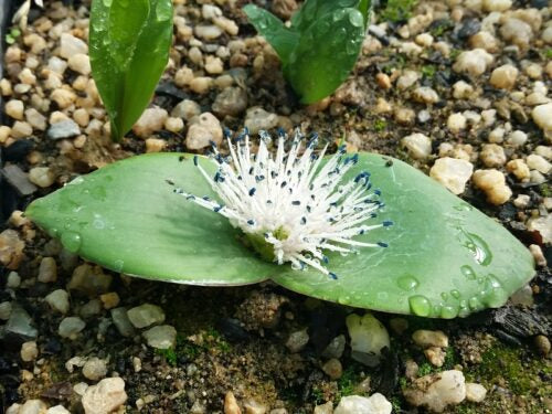 massonia pseudoechinata