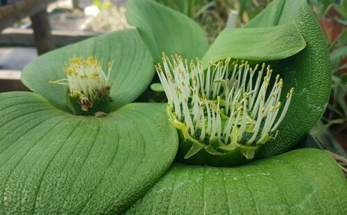 massonia pustulata f