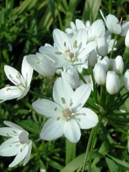 neapolitanum