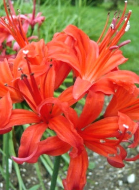 nerine sarniensis