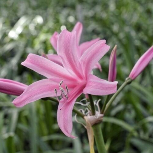 nerine_amandi_1200b