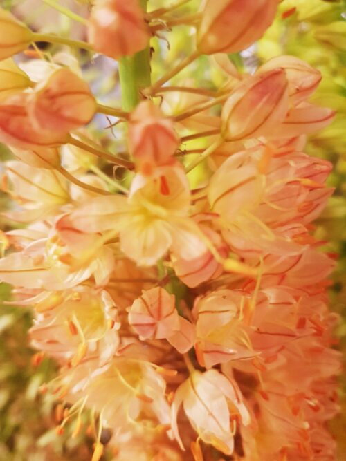 orangeee