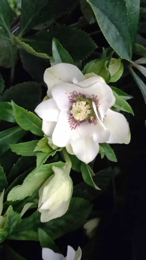 orientalis