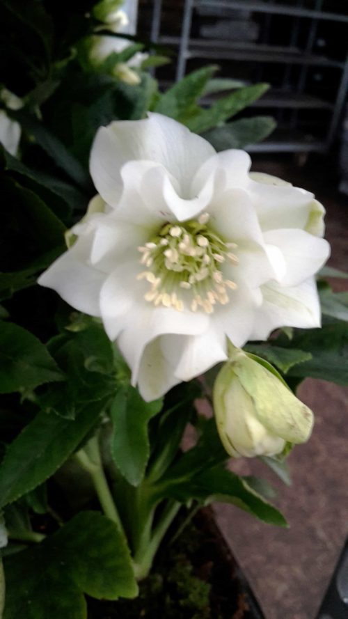 orientalis white double