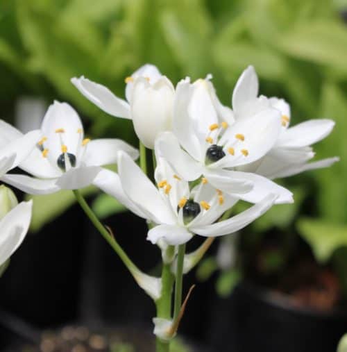 ornithogalum arabicum 12