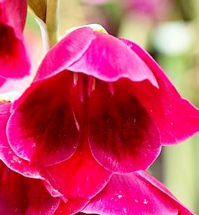 papilio ruby