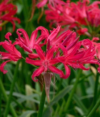 pearls of Cherry nerine cat