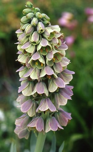 persica bicolor