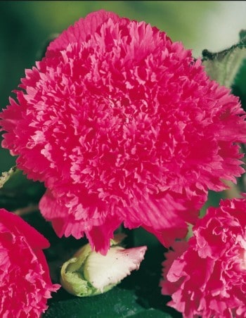 pink Begonia fimbriata