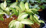 polygonatum odoratum Koudanisiki