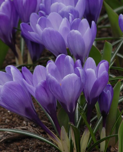 purple crocus