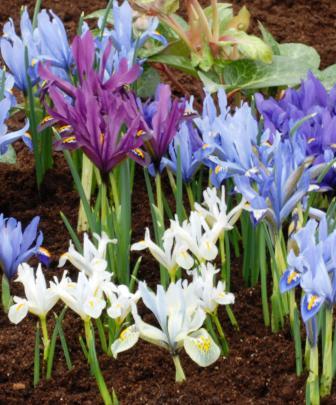 reticulata mix
