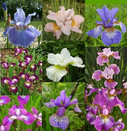 siberica mix