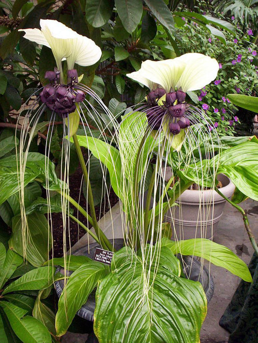 tacca_integrifolia 3