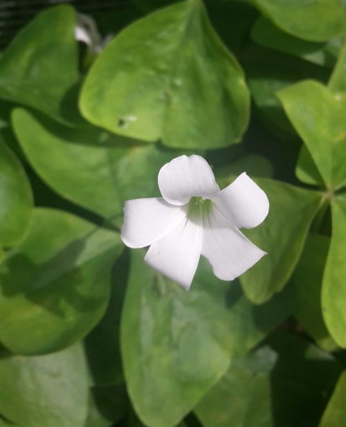 trian.ssp. papilionaceae
