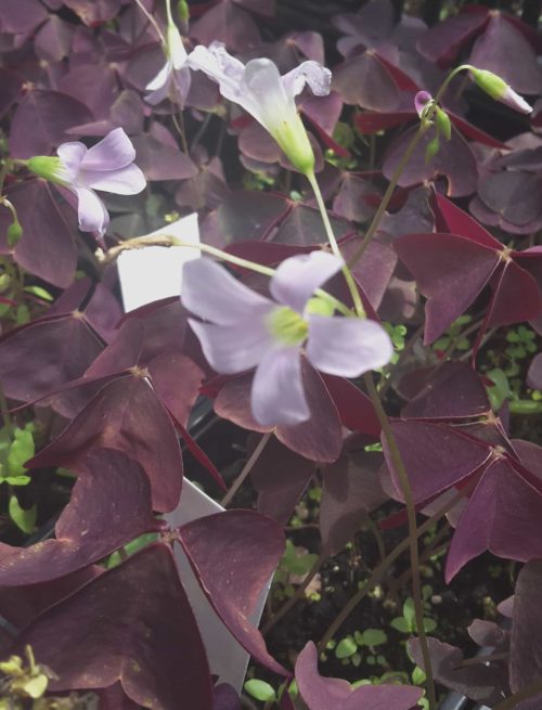 trian.ssp. triangularis