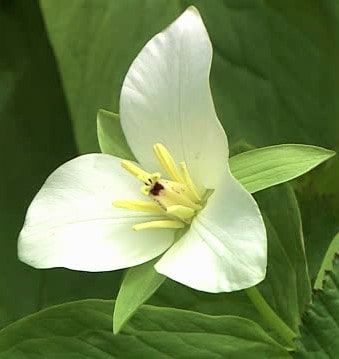 Trillium kamtschaticum blooming along coast.    Close shot