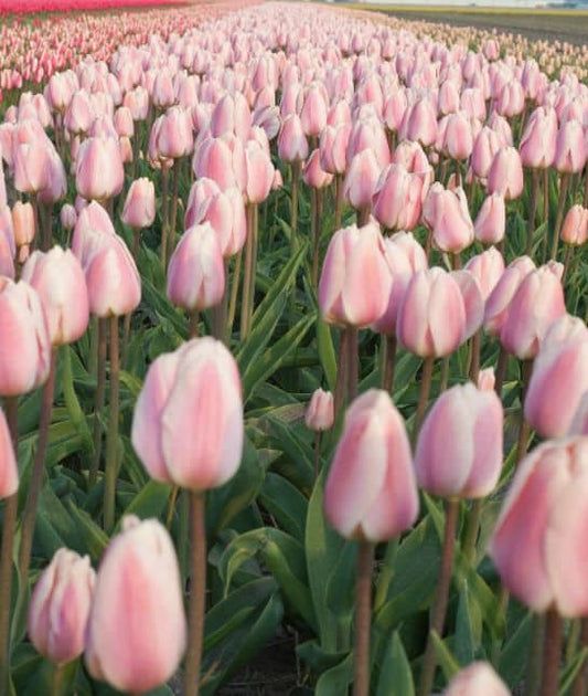 Tulip Apricot Delight