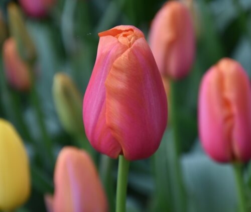 tulip Avignon sq