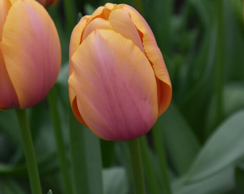 tulip Blushing Impression sq