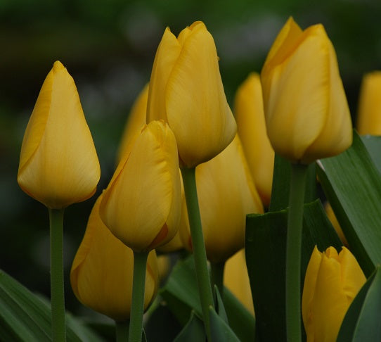 tulip Conqueror sq