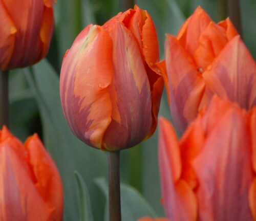 tulip Hermitage sq