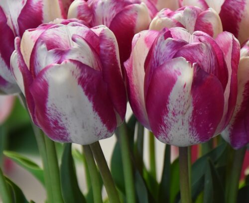 tulip Hotpants sq