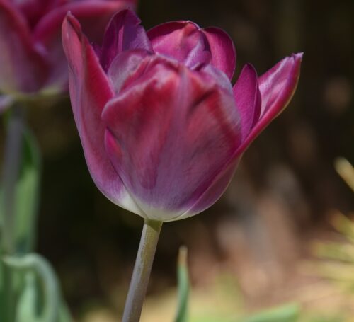 tulip Kansas Proud sq