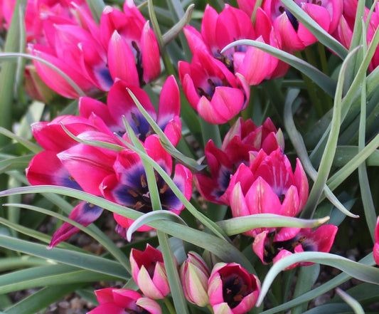 tulip Little Beauty sq