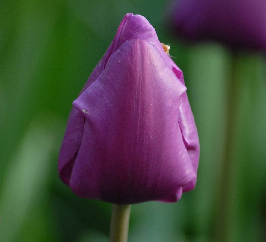 tulip Negrita sq