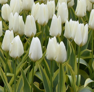 tulip Purissima Design sq