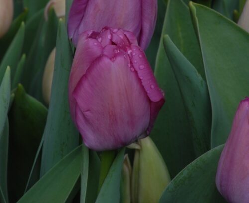 tulip Purple Pride sq