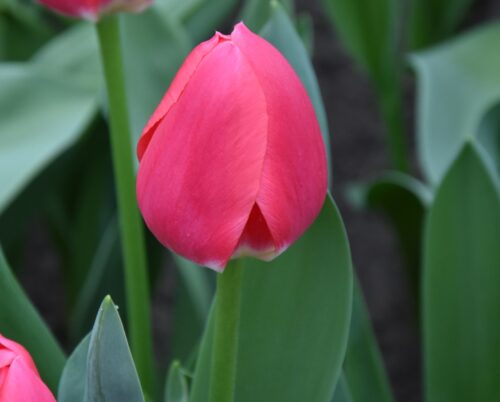 tulip Rosy Delight sq