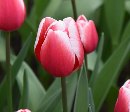 tulip Timeless sq
