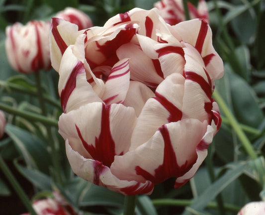 tulip carnival de nice sq