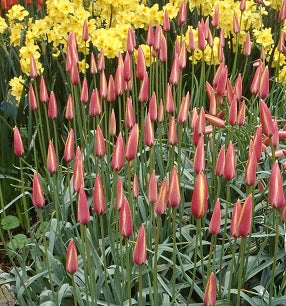 tulip clusiana Cynthia-088